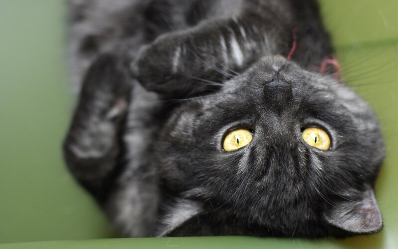 Gray Cat Lying on Back — Calm, Photograph, Green Surface