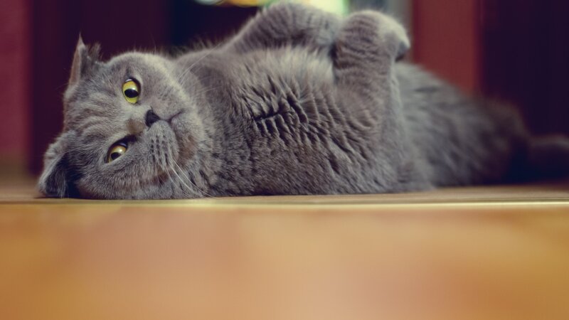 Gray Cat Lying on Back — Floor