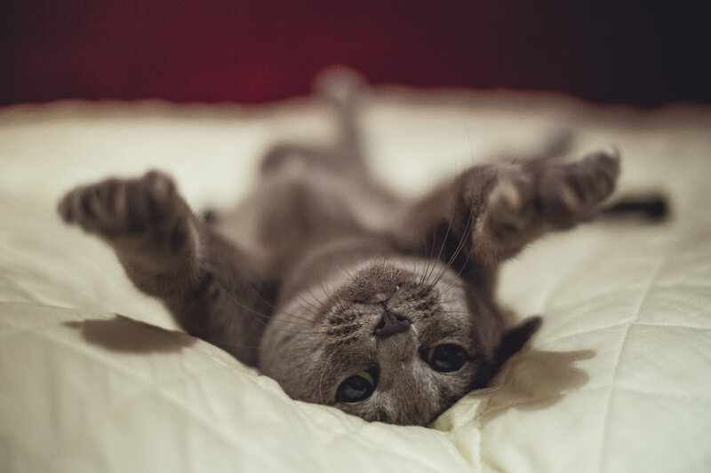 Gray Cat Lying on Back — Playful, Photograph