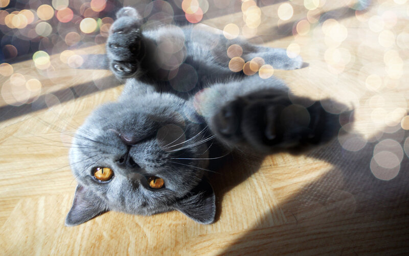 Gray Cat Lying on Back — Relaxed, Afternoon, Photograph