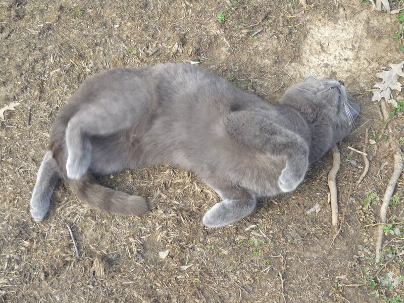 Gray Cat Lying on Back — Relaxed, Afternoon