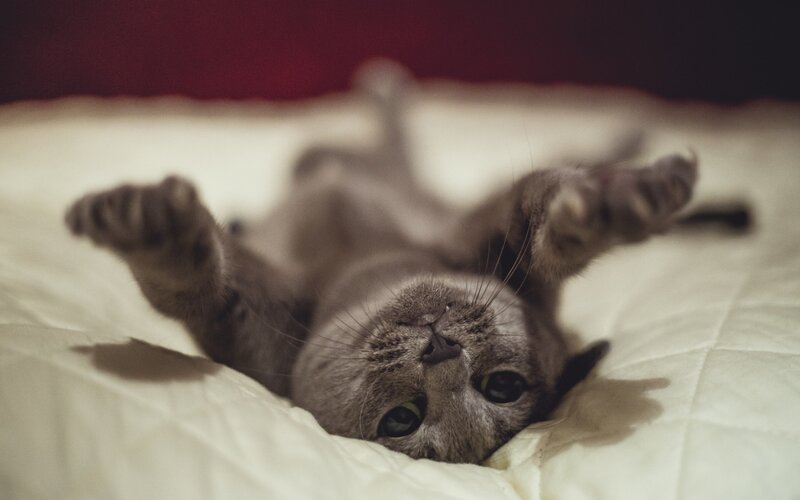 Gray Cat Lying on Back — Relaxed, Photograph, Bed