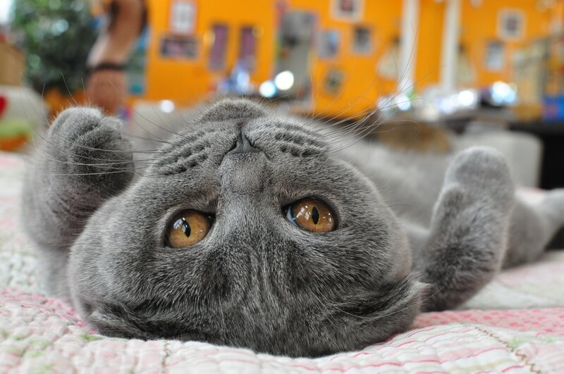 Gray Cat Lying on Back — Relaxed, Photograph, Blanket, Eyes