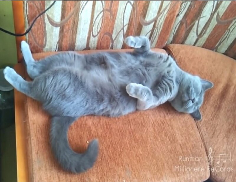 Gray Cat Lying on Back — Relaxed, Photograph, Couch