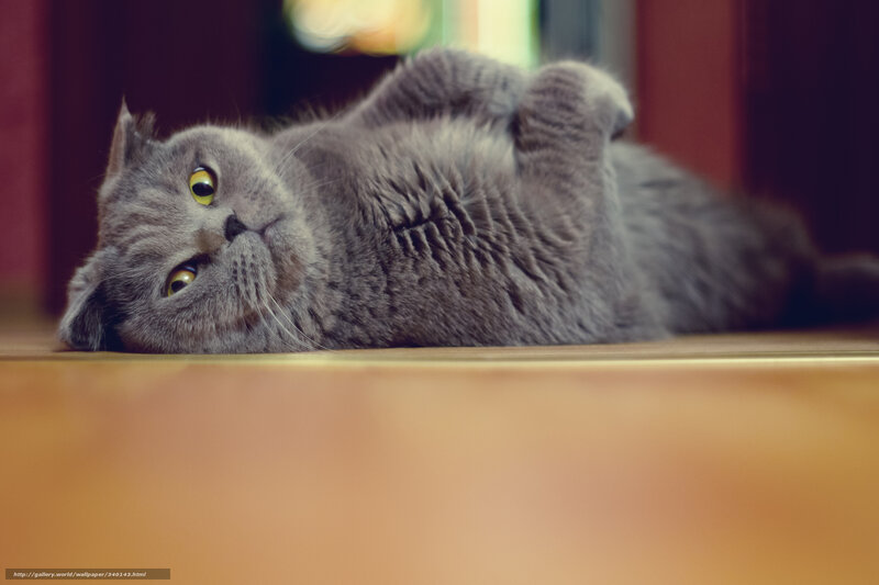 Gray Cat Lying on Back — Relaxed, Photograph, Floor, Eyes, Paws