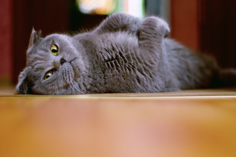Gray Cat Lying on Back — Relaxed, Photograph, Floor, Eyes