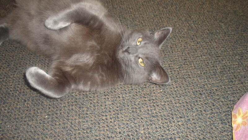 Gray Cat Lying on Back — Relaxed, Photograph