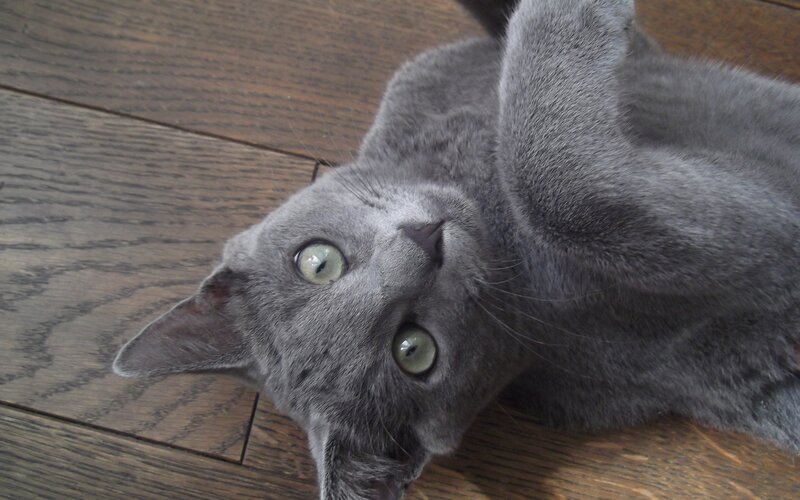 Gray Cat Lying on Back — Relaxed, Photograph, Wood Floor