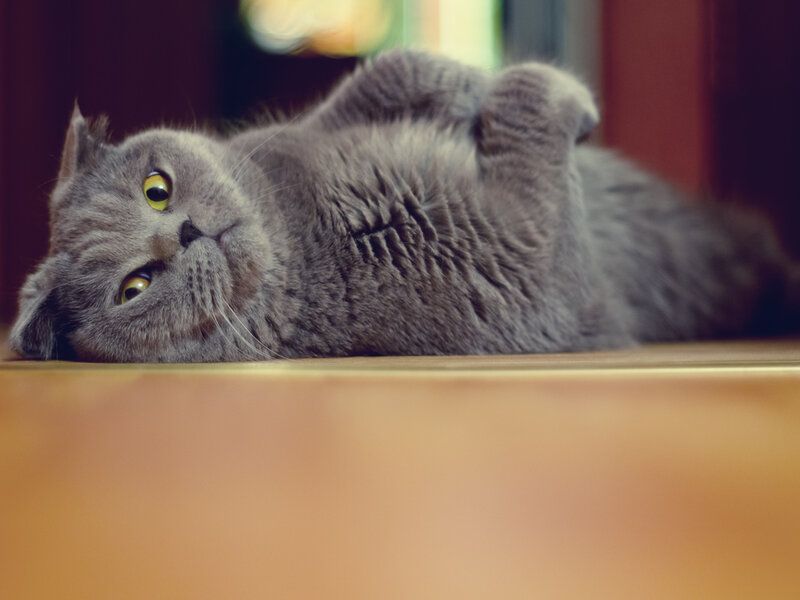 Gray Cat Lying on Back — Relaxed