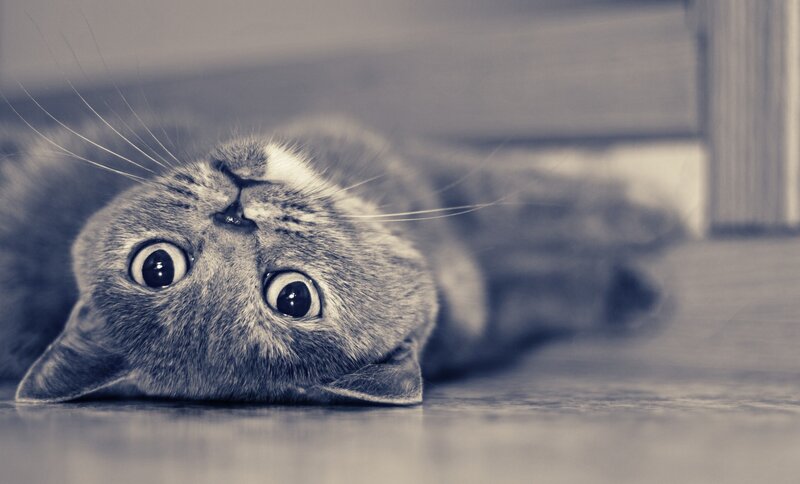 Gray Cat Lying on Back — Whiskers