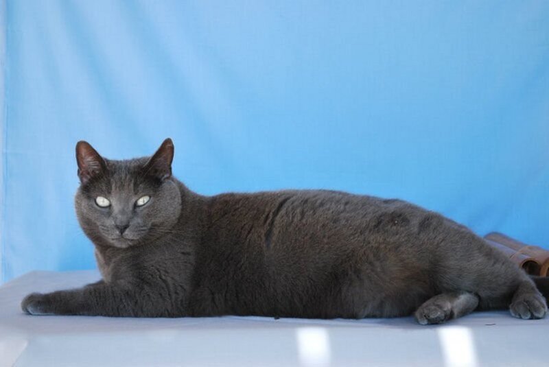 gray cat lying on blue background