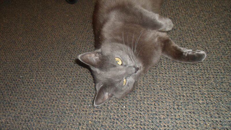 Gray Cat Lying on Carpet — Calm, Photograph