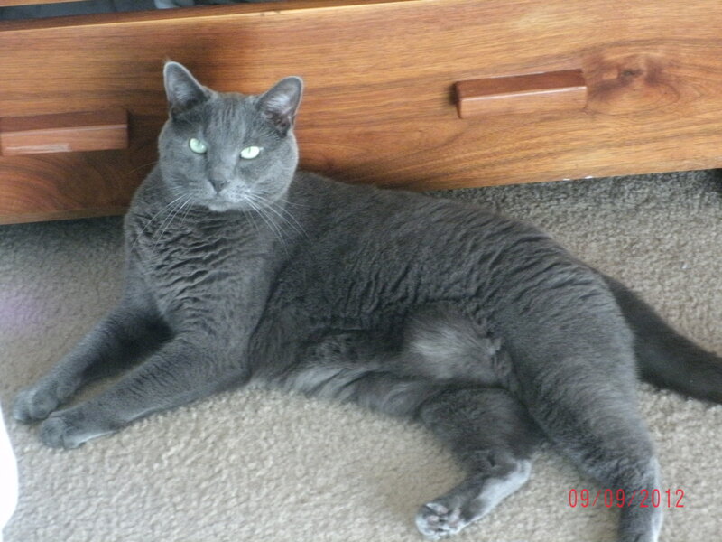 Gray Cat Lying on Carpet — Calm