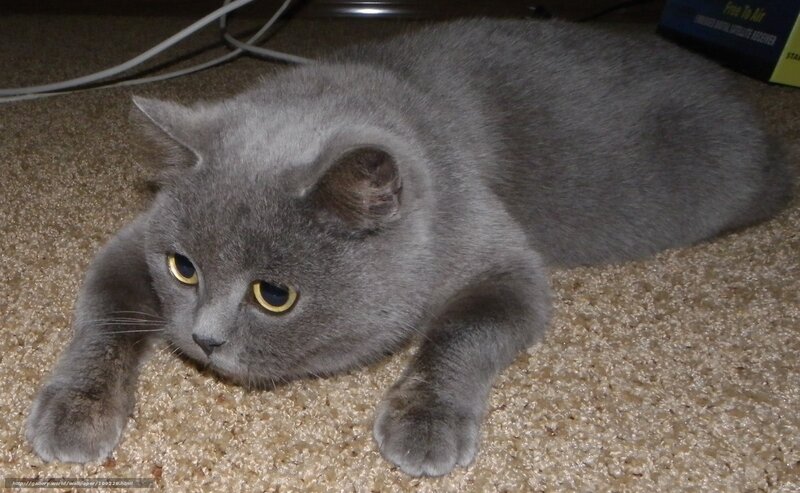 gray cat lying on carpet