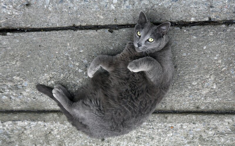 gray cat lying on concrete