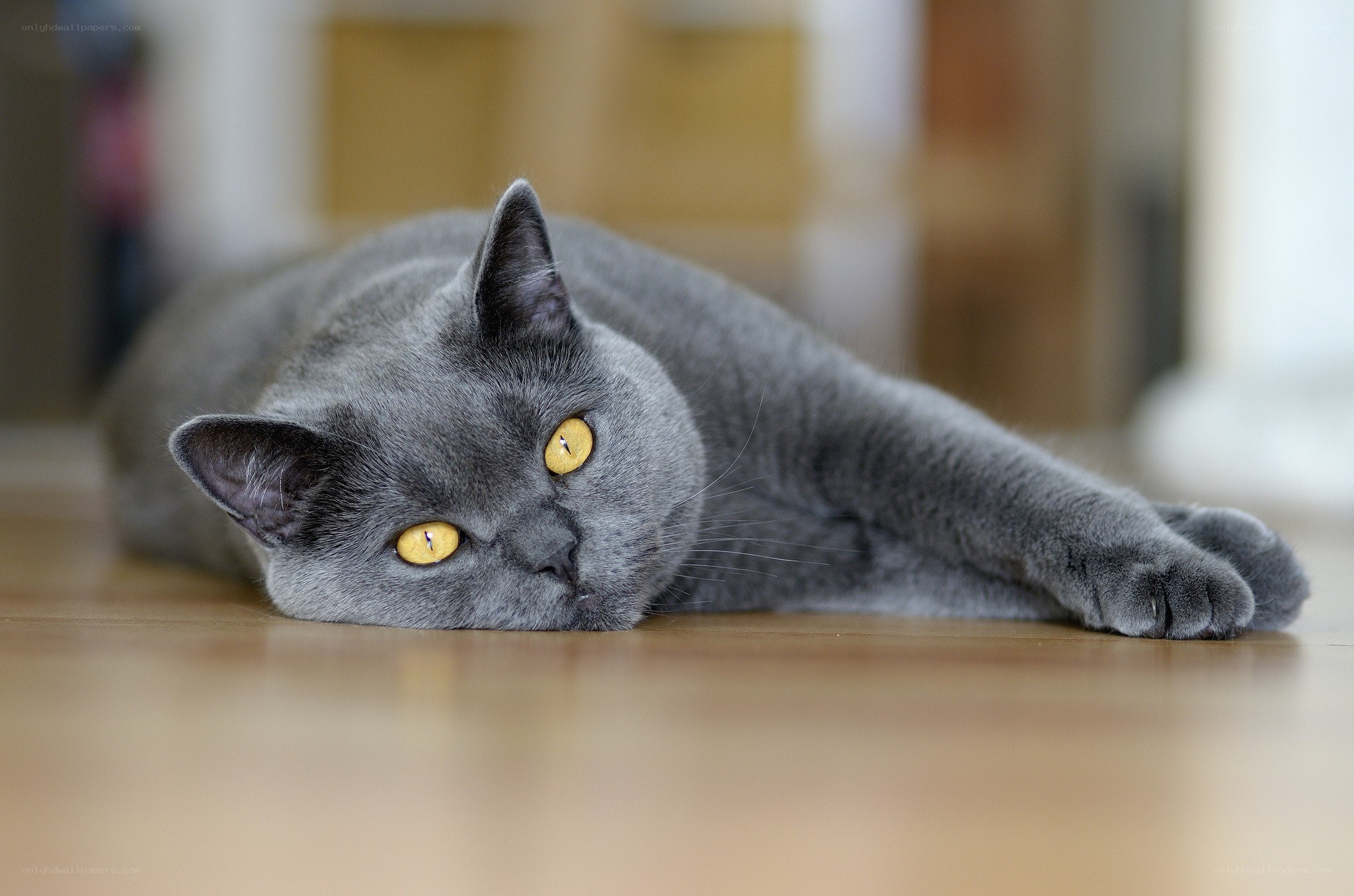 gray cat lying on floor