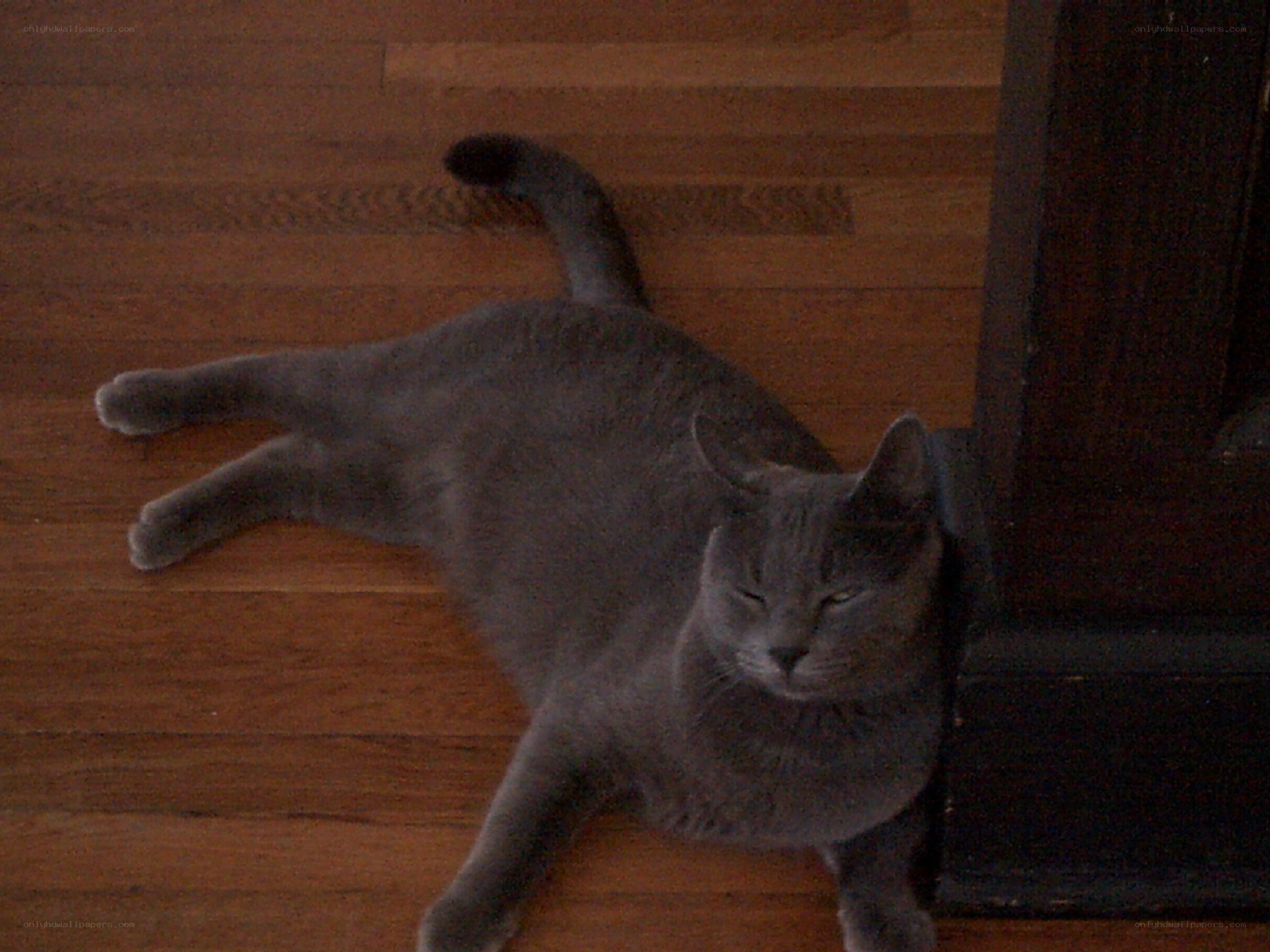 gray cat lying on floor