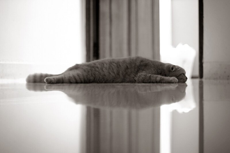 Gray Cat Lying on Floor — Black