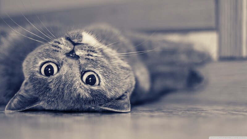 Gray Cat Lying on Floor — Calm, Photograph