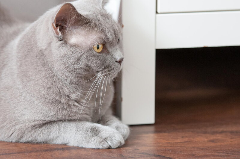 Gray Cat Lying on Floor — Calm