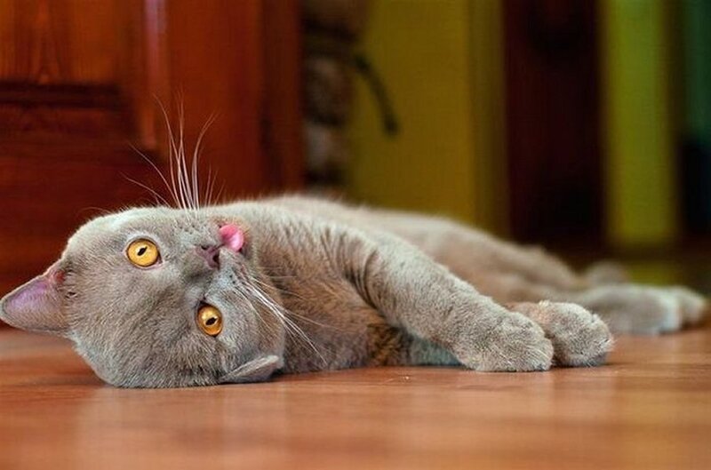 Gray Cat Lying on Floor — Relaxed