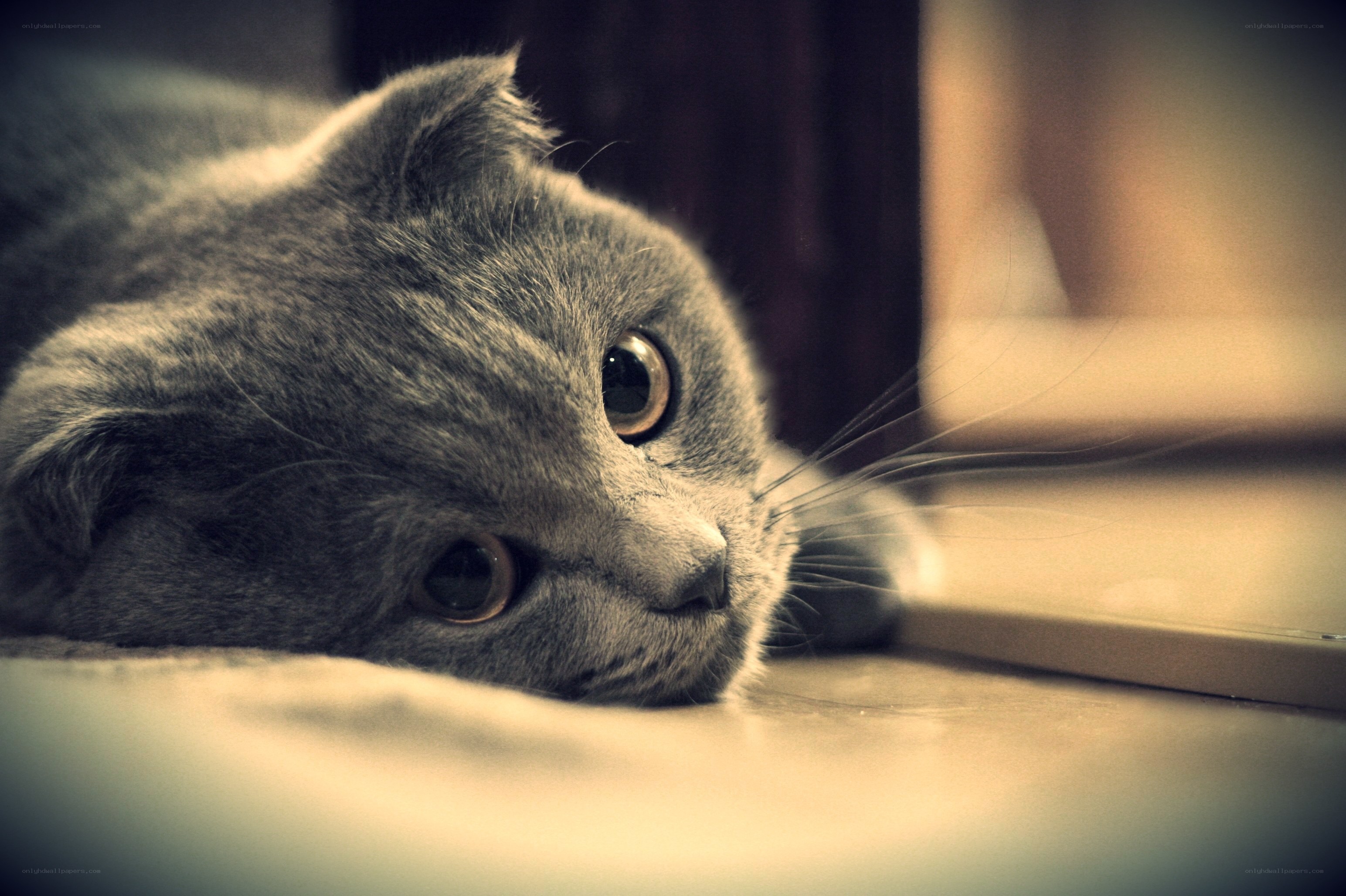gray cat lying on floor