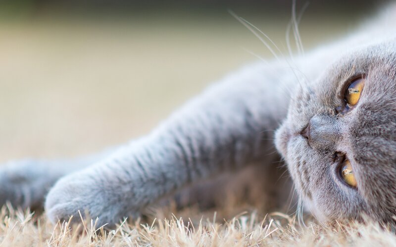gray cat lying on grass