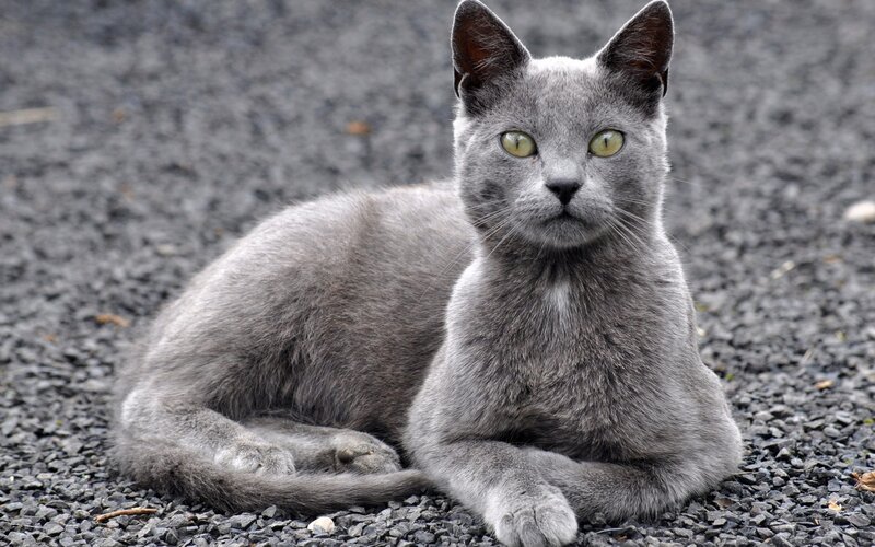 gray cat lying on gravel