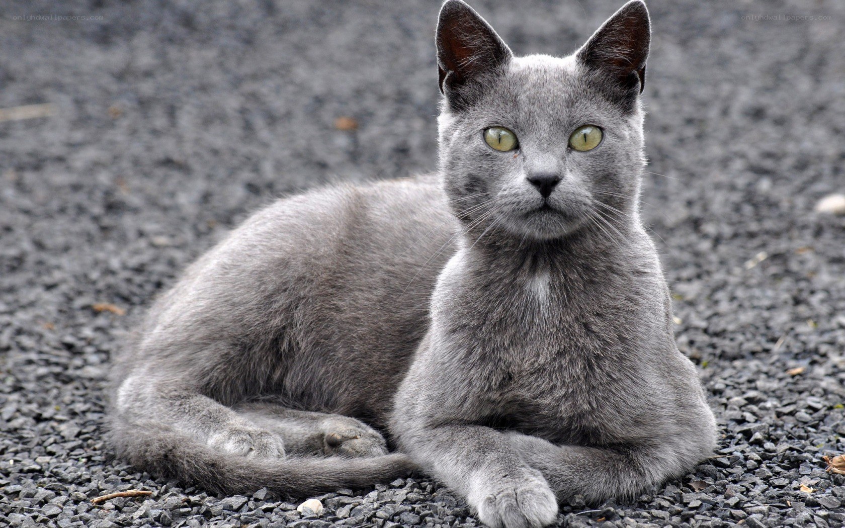 gray cat lying on gravel