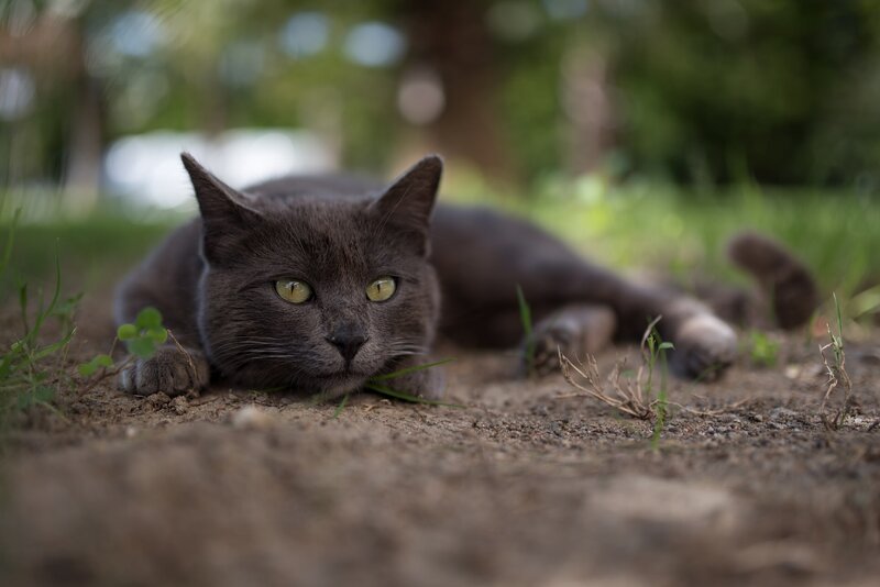 Gray Cat Lying on Ground