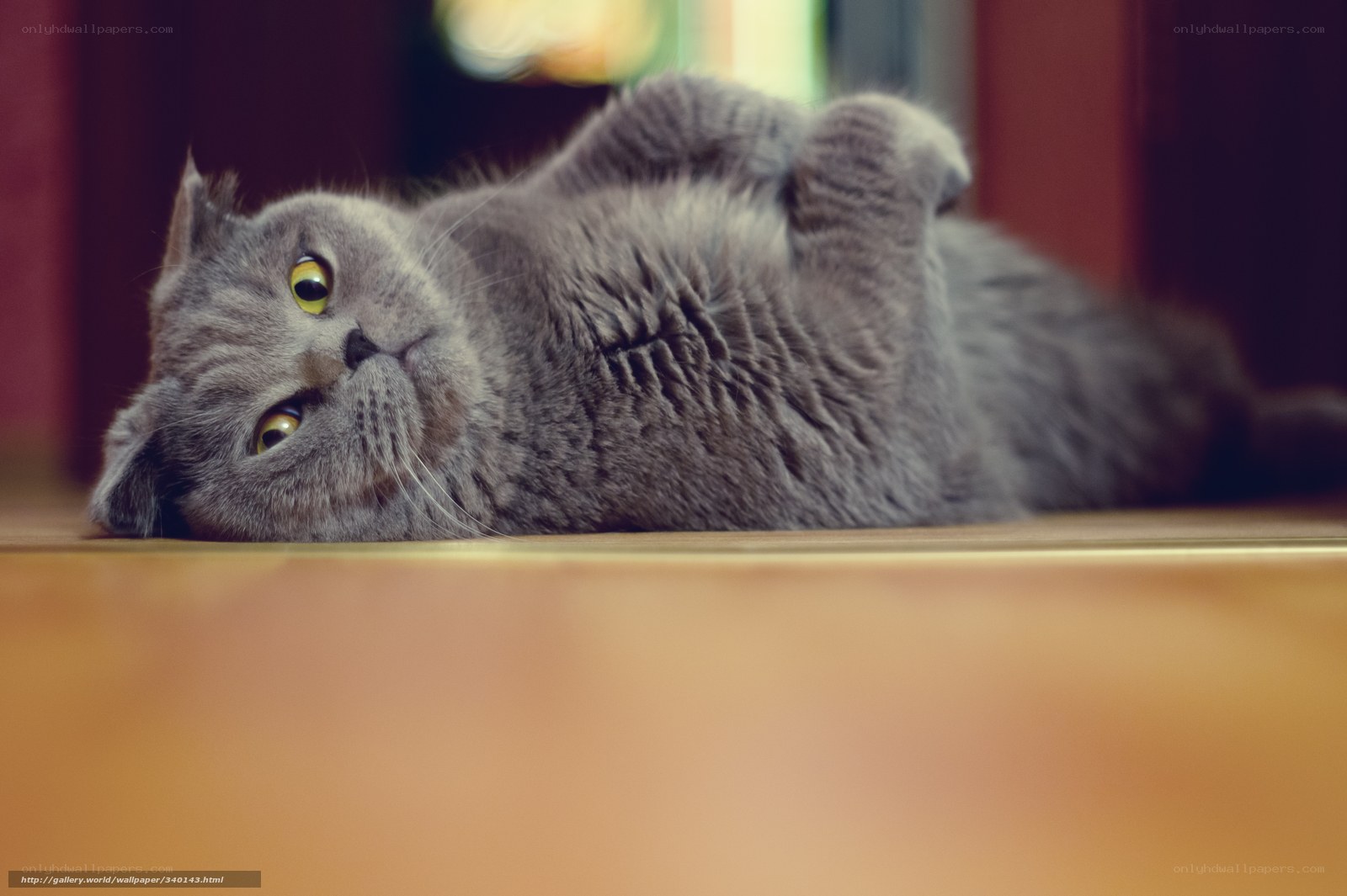 gray cat lying on its back
