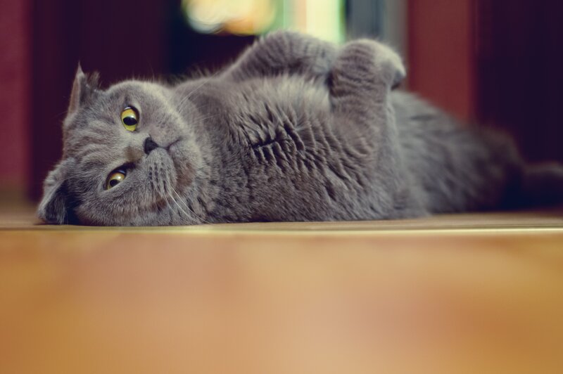 gray cat lying on its back