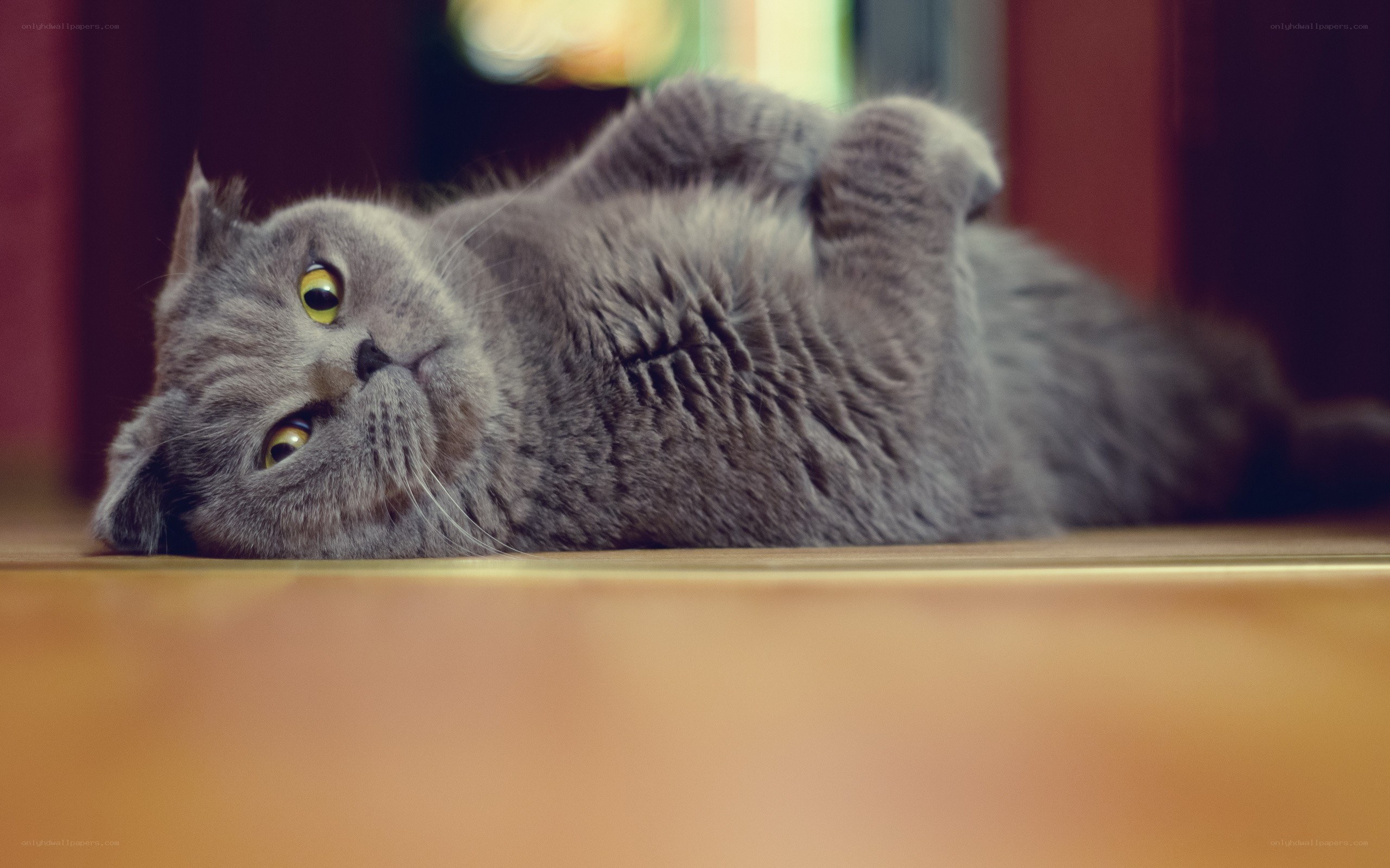 gray cat lying on its back