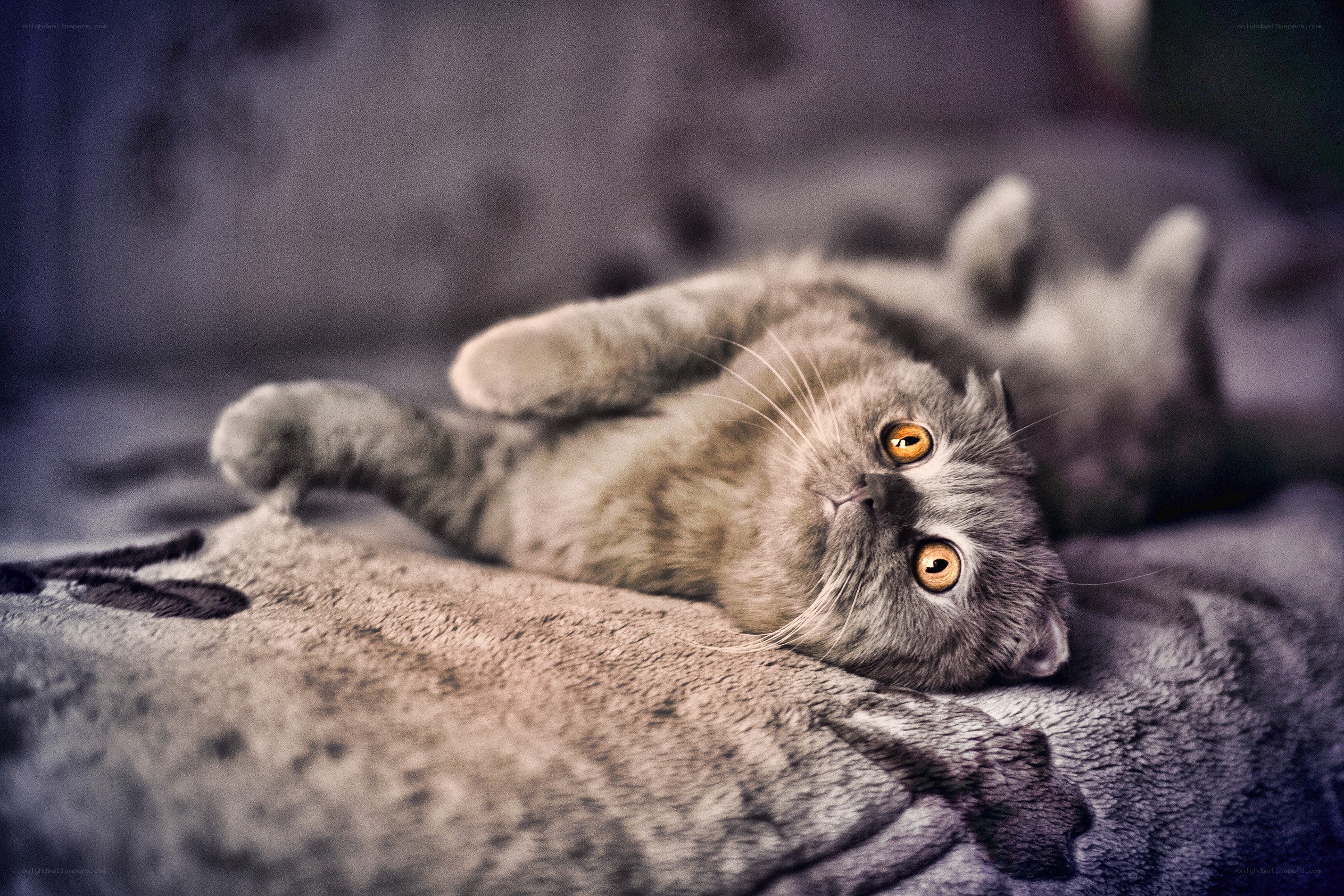 gray cat lying on its back
