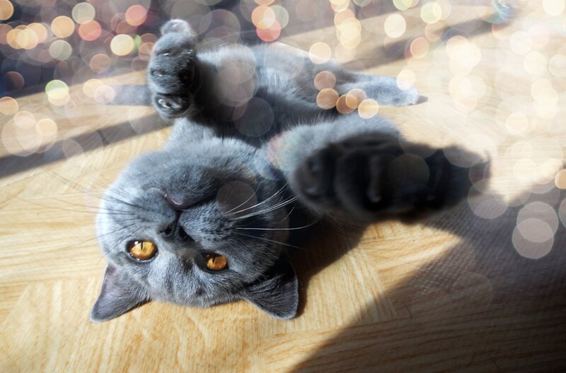 Gray cat lying on its back
