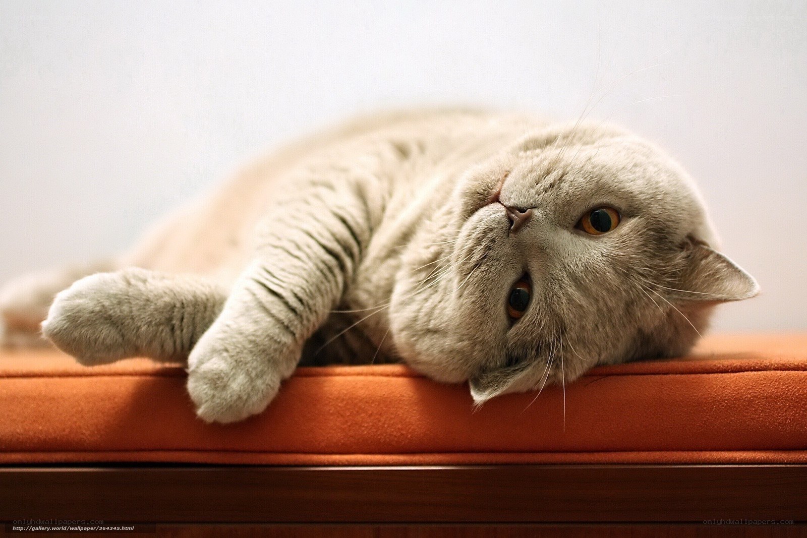 gray cat lying on orange cushion