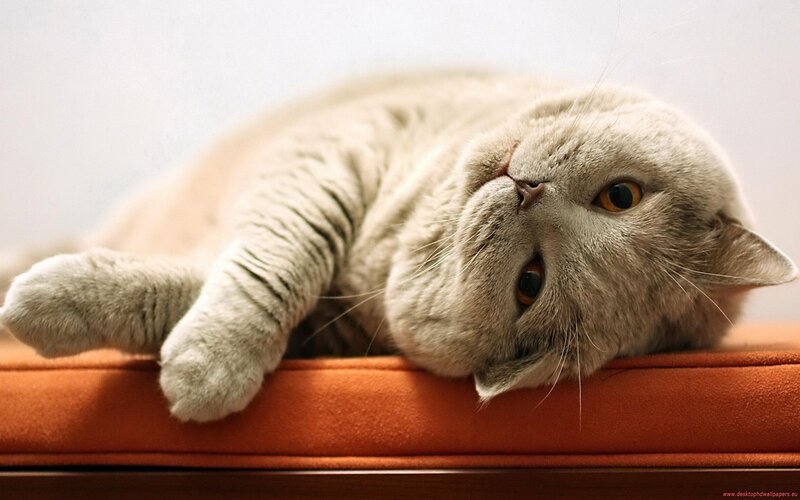 gray cat lying on orange surface