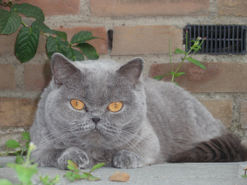 gray cat lying on pavement