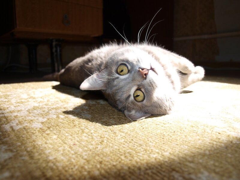 Gray Cat Lying on Rug