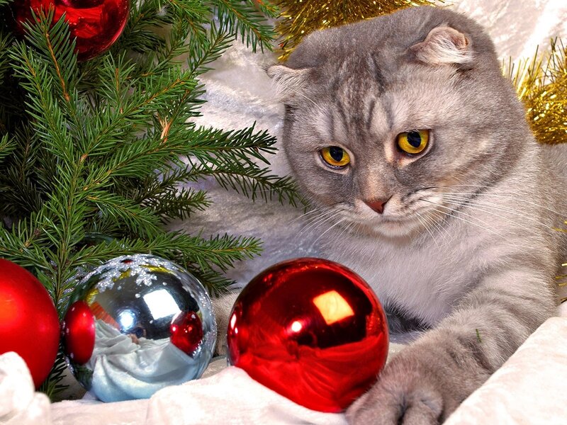 Gray Cat Near Ornaments
