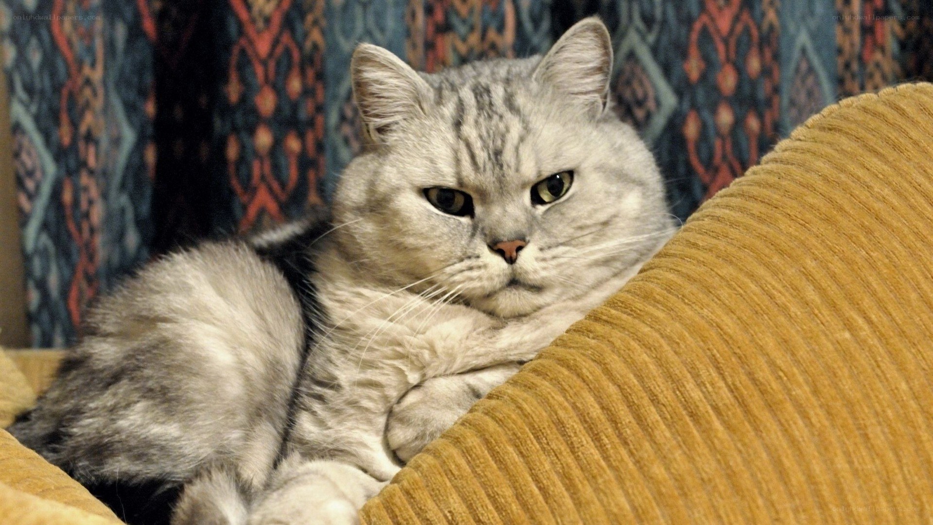 gray cat on a couch
