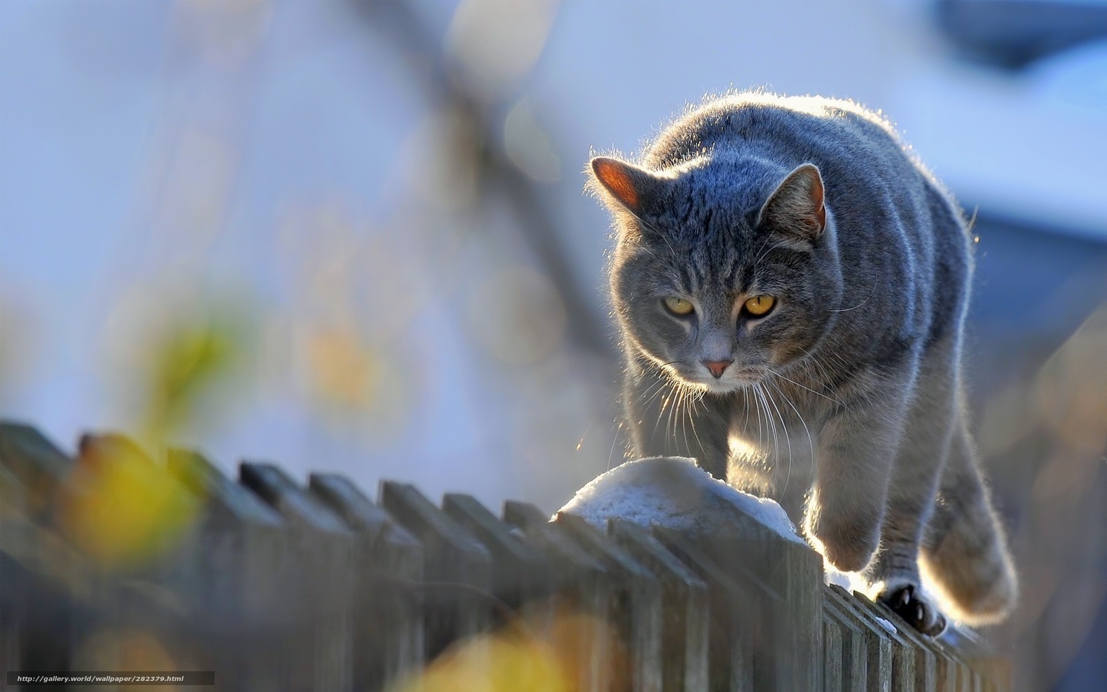 Gray cat on a fence