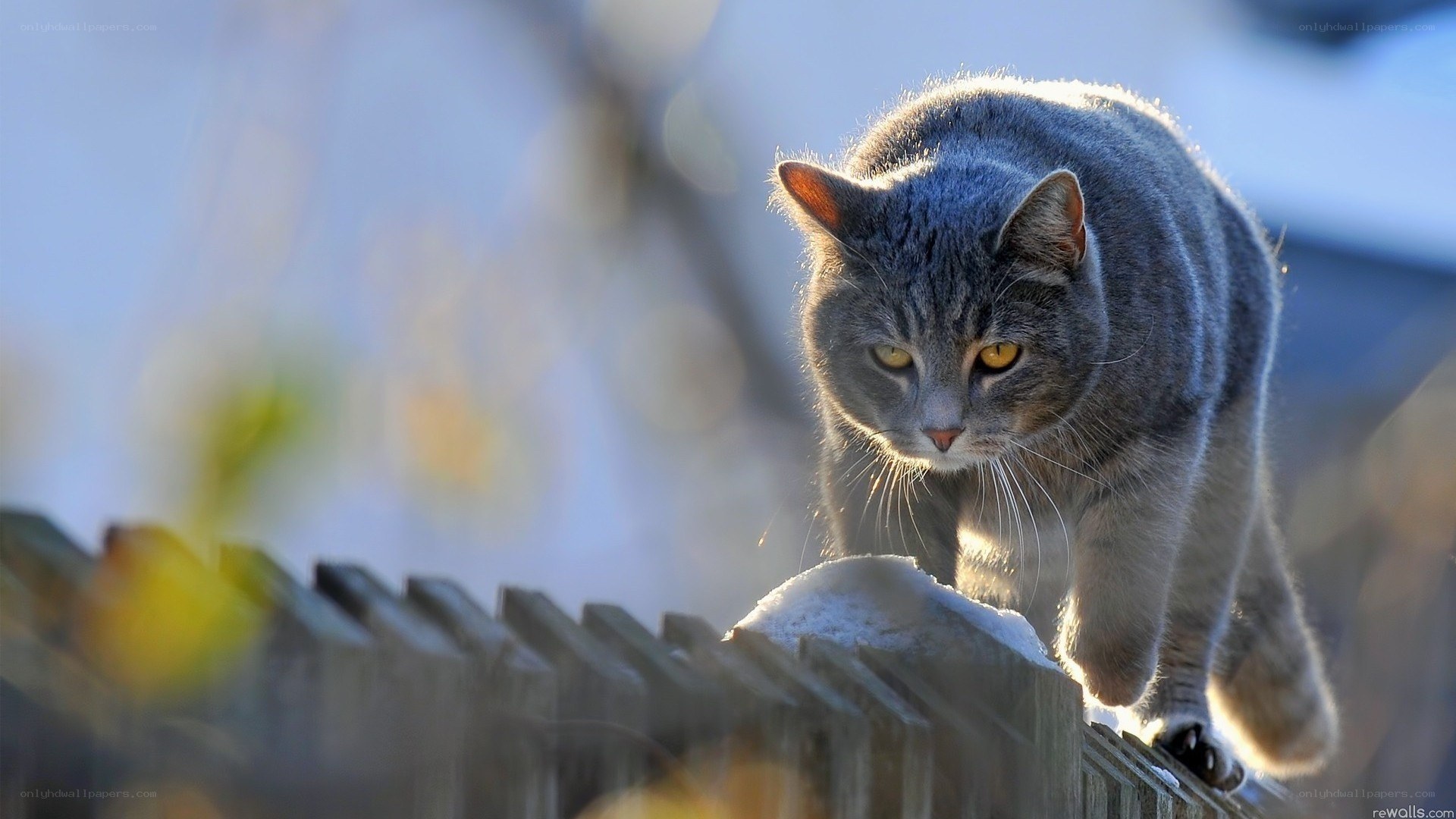 gray cat on a fence