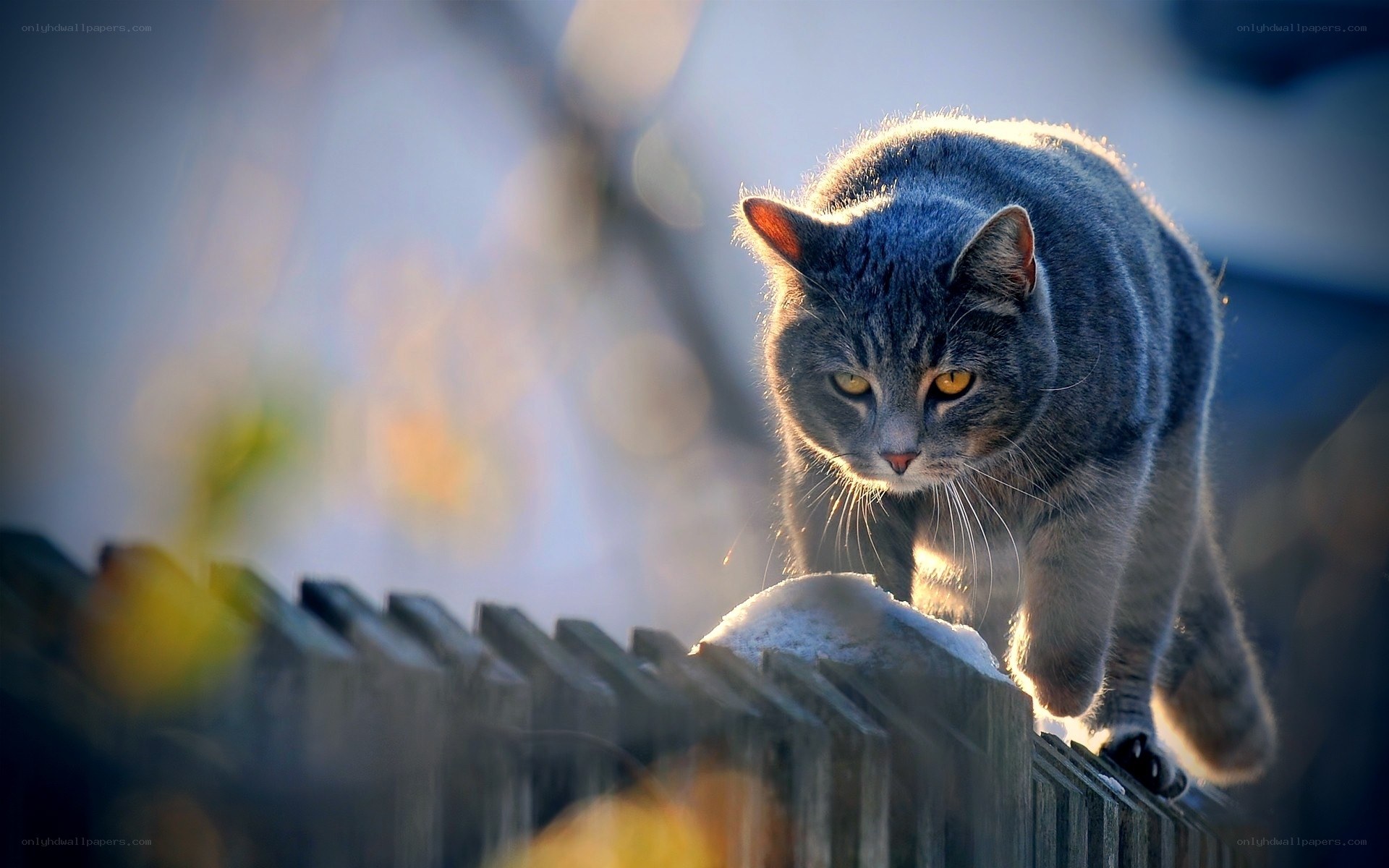 gray cat on a fence