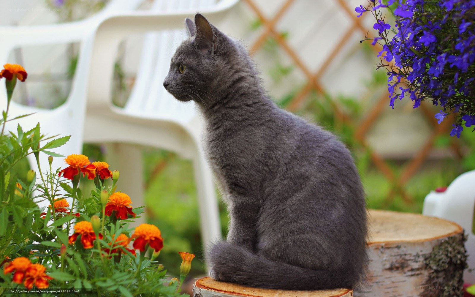gray cat on a log