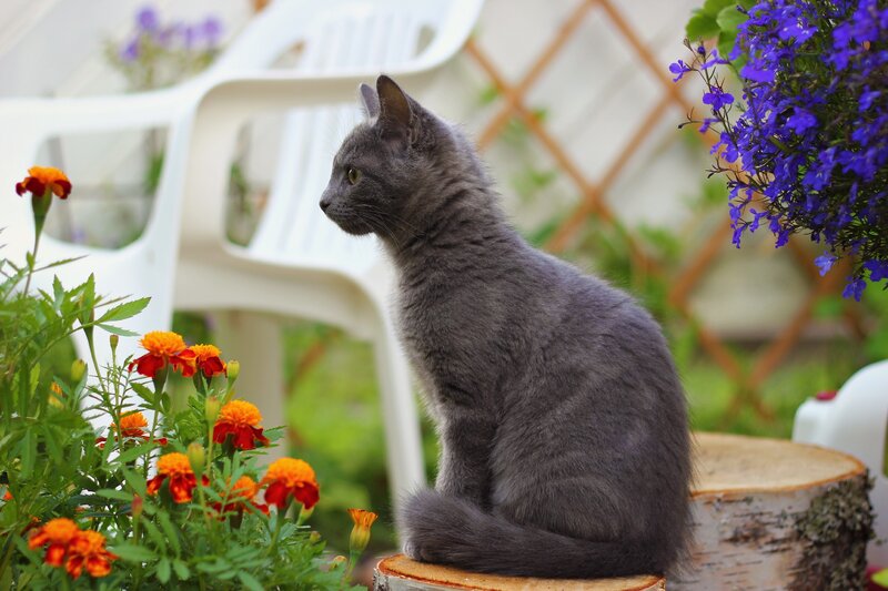 Gray cat on a log