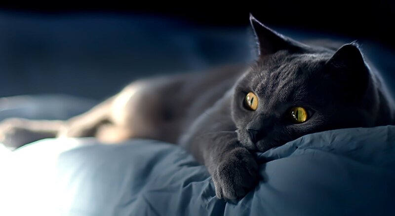 gray cat on a pillow