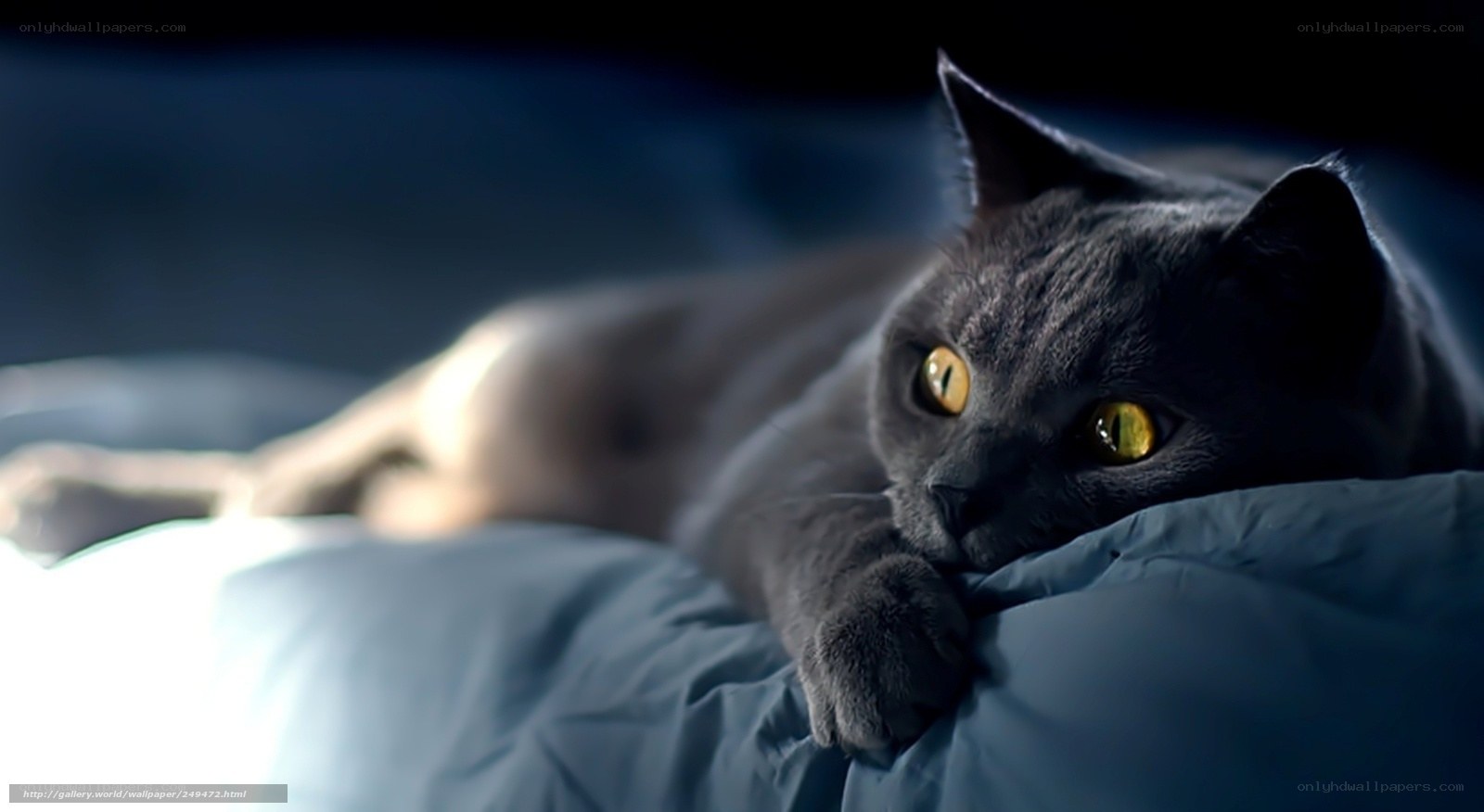 gray cat on a pillow