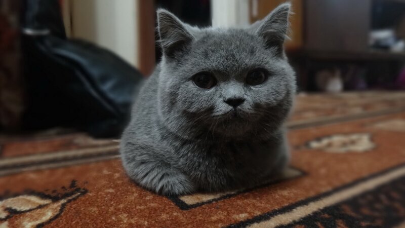 gray cat on a rug
