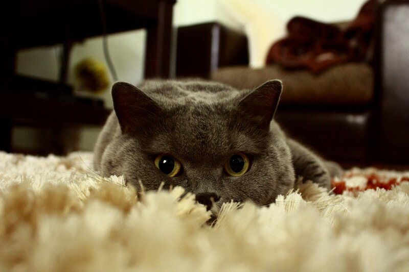 gray cat on a rug